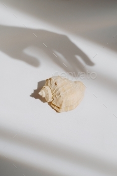 ill life modern composition. Minimalistic and simplicity aesthetic. Decoration for business. Sea ocean summer mood.