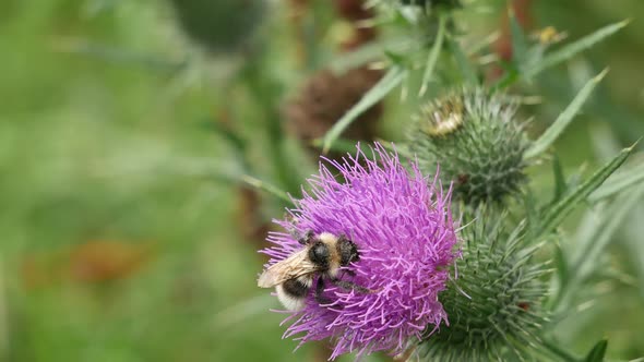 The Bumblebee Collects Nectar