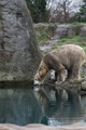 a dirty polar bear is drinking on a pont, you see the bear in reflextion - PhotoDune Item for Sale
