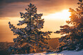 Picturesque view of beautiful snowy forest in winter morning - PhotoDune Item for Sale