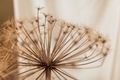 dried hogweed flower - PhotoDune Item for Sale