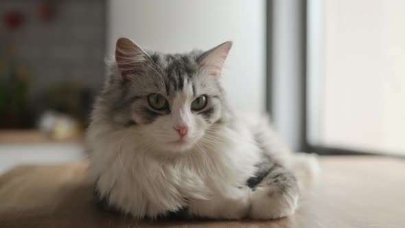 Close-up of a beautiful white gray long-haired adult cat, which looks directly at the camera 