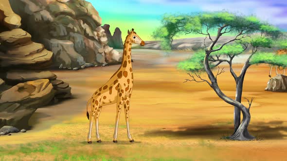 African giraffes in the savanna on a sunny day animation