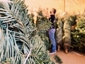 Shopping for a holiday tree with a a mask - PhotoDune Item for Sale