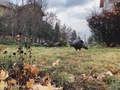 Turkeys - PhotoDune Item for Sale