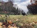 Countryside Turkeys  - PhotoDune Item for Sale