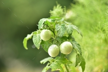 nt
