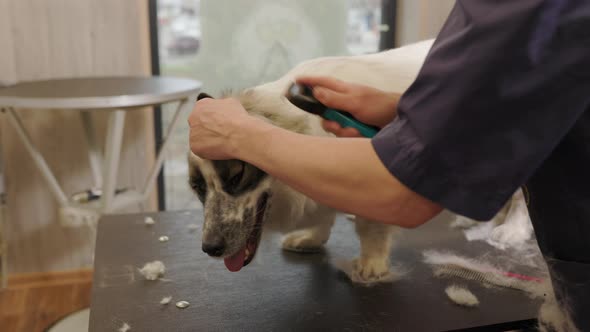 Professional woman groomer shaving dog with trimmer behind the ears