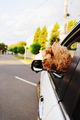 Dog looking out of car window  - PhotoDune Item for Sale