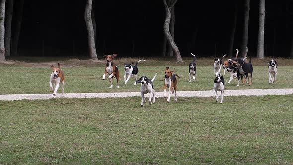 Great Anglo-French White and Black Hound with Great Anglo-French Tricolour Hound