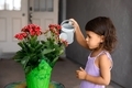 Candid portrait of toddler girl watering red flowers in front of the house - PhotoDune Item for Sale
