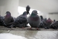 Street pigeons - PhotoDune Item for Sale
