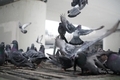 Street pigeons  - PhotoDune Item for Sale