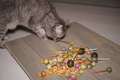 Cat sniffing lollipops - PhotoDune Item for Sale