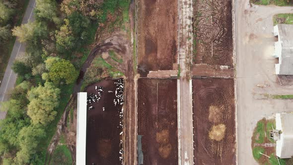 Large agricultural farm with cowshed barn with herd of cows at countryside