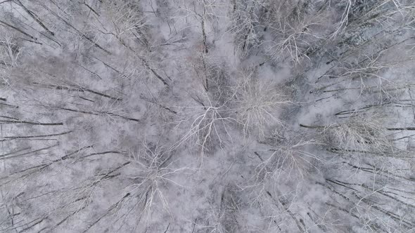 Winter Landscape with Forest