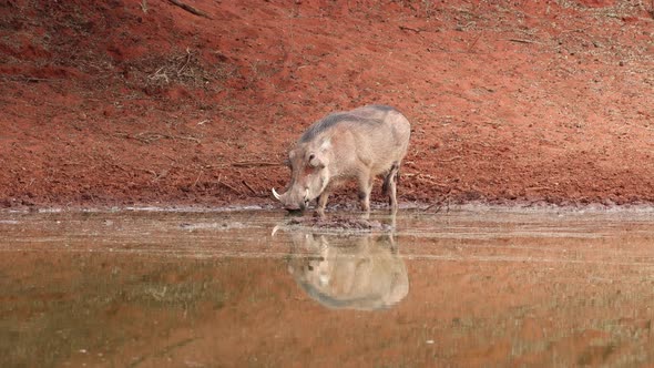 A Warthog Drinking At A Waterhole 