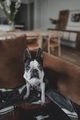 Cute Boston Terrier Dog Sitting on a Chair - PhotoDune Item for Sale
