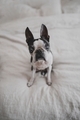 Cute Boston Terrier Dog Sitting on White Bed - PhotoDune Item for Sale