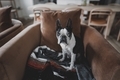 Cute Boston Terrier Dog Sitting on a Chair - PhotoDune Item for Sale