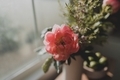 Beautiful Flower, Peony - PhotoDune Item for Sale