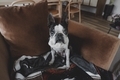 Cute Boston Terrier Dog Sitting on a Chair - PhotoDune Item for Sale