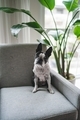 Cute Boston terrier dog sitting on accent chair in home, waiting patiently for a treat - PhotoDune Item for Sale