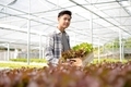 Hydroponics, Asian man holding vegetable basket standing on a farm, growing commercial organic - PhotoDune Item for Sale