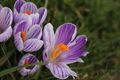 Flowers in spring  - PhotoDune Item for Sale