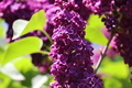 Lilac closeup  - PhotoDune Item for Sale