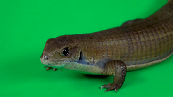 Sudan Plated Lizard - Gerrhosaurus Major on Green Background. Close Up.