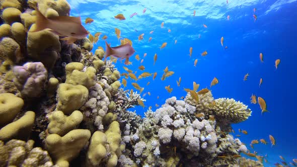 Blue Sea Water and Tropical Fish