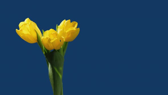 Timelapse of a Bunch of Yellow Tulip Flowers Blooming