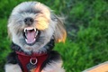 Funny dog - PhotoDune Item for Sale