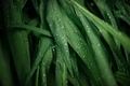 Wet green grass - PhotoDune Item for Sale