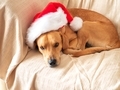 Cute golden dog on cozy couch with red santa cap - PhotoDune Item for Sale