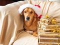 Cute golden dog on cozy couch with red santa cap looking at the viewer - PhotoDune Item for Sale
