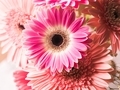 Beautiful pink gerbera daisy bouquet closeup on petals. Bunch of flowers for Mother's day, Valentine - PhotoDune Item for Sale