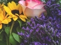 Colorful beautiful spring bouquet closeup. Roses, sunflower, purple flowers - PhotoDune Item for Sale