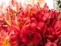 Bouquet of red alstroemeria flowers, closeup. Lily of the Incas floral background.  - PhotoDune Item for Sale