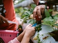 Image of kid’s hand picking strawberries at farm - PhotoDune Item for Sale
