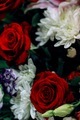 // red rose // - PhotoDune Item for Sale