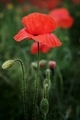 Poppies - PhotoDune Item for Sale