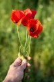 Red flowers - PhotoDune Item for Sale