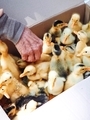 Many little yellow chicks of geese on the farm. Soft focus  - PhotoDune Item for Sale