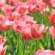 Pink Flowers Tulips - VideoHive Item for Sale