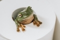 A Green Frog in a toilet roll - PhotoDune Item for Sale