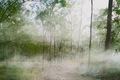 A foggy morning in the Bush - PhotoDune Item for Sale