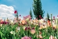Colourful tulips in a field  - PhotoDune Item for Sale