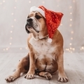 A bulldog wearing a Christmas hat  - PhotoDune Item for Sale